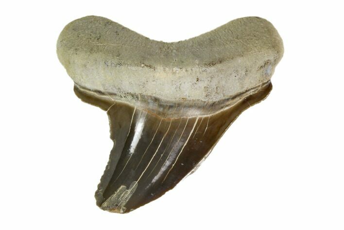 Fossil Shark (Cretoxyrhina) Tooth - Kansas #115691